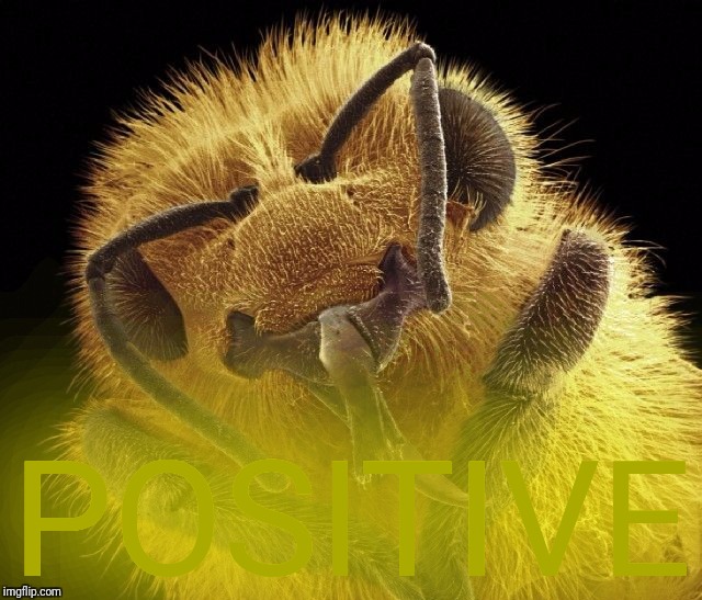 Honeybee | POSITIVE | image tagged in honeybee | made w/ Imgflip meme maker