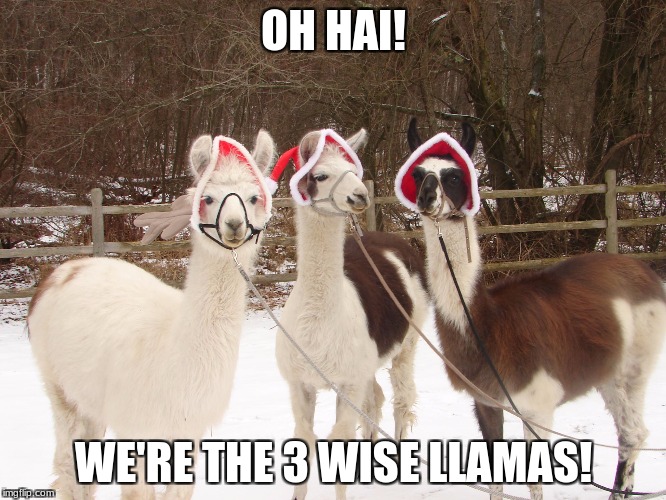 OH HAI! WE'RE THE 3 WISE LLAMAS! | made w/ Imgflip meme maker