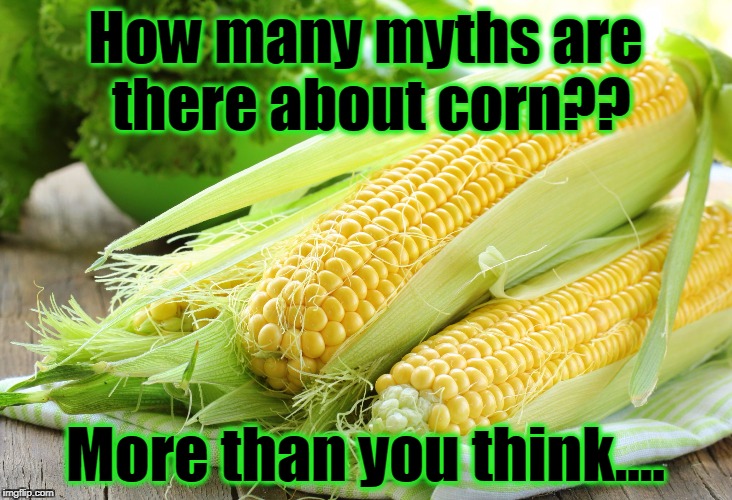 Corn With Husk | How many myths are there about corn?? More than you think.... | image tagged in corn with husk | made w/ Imgflip meme maker
