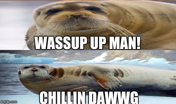 Bearded Men | WASSUP UP MAN! CHILLIN DAWWG | image tagged in seal | made w/ Imgflip meme maker