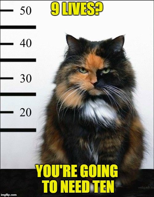 9 LIVES? YOU'RE GOING TO NEED TEN | made w/ Imgflip meme maker