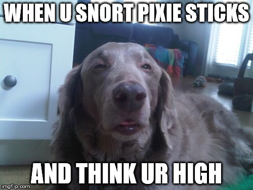High Dog | WHEN U SNORT PIXIE STICKS; AND THINK UR HIGH | image tagged in memes,high dog | made w/ Imgflip meme maker