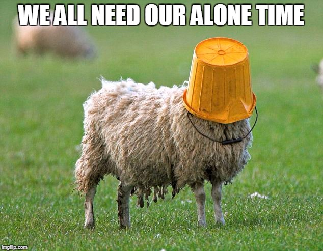 WE ALL NEED OUR ALONE TIME | image tagged in alone,sheep,food | made w/ Imgflip meme maker