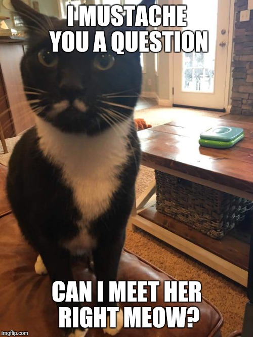 I MUSTACHE YOU A QUESTION CAN I MEET HER RIGHT MEOW? | made w/ Imgflip meme maker