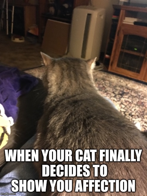 Cat Affection  | WHEN YOUR CAT FINALLY DECIDES TO SHOW YOU AFFECTION | image tagged in cats,love | made w/ Imgflip meme maker