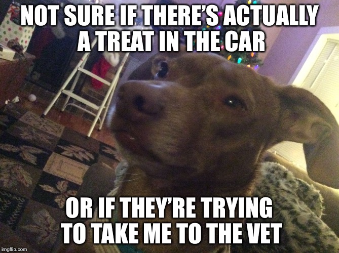 Not Sure If Dog | NOT SURE IF THERE’S ACTUALLY A TREAT IN THE CAR; OR IF THEY’RE TRYING TO TAKE ME TO THE VET | image tagged in not sure if dog | made w/ Imgflip meme maker
