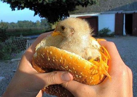 High Quality Chicken Sandwich Blank Meme Template