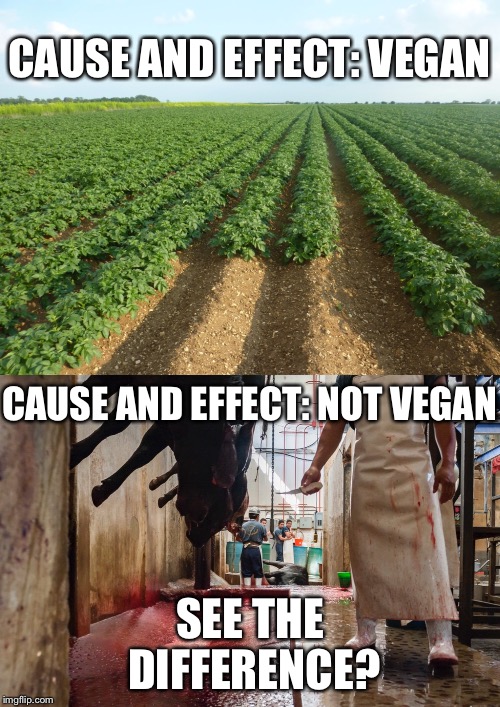Vegan activism meme | CAUSE AND EFFECT: VEGAN; CAUSE AND EFFECT: NOT VEGAN; SEE THE DIFFERENCE? | image tagged in vegan,vegan4life,vegans do everthing better even fart,trump,'murica,woke | made w/ Imgflip meme maker