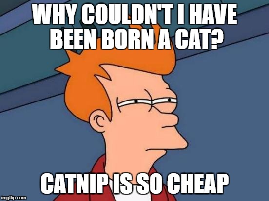 Futurama Fry Meme | WHY COULDN'T I HAVE BEEN BORN A CAT? CATNIP IS SO CHEAP | image tagged in memes,futurama fry | made w/ Imgflip meme maker