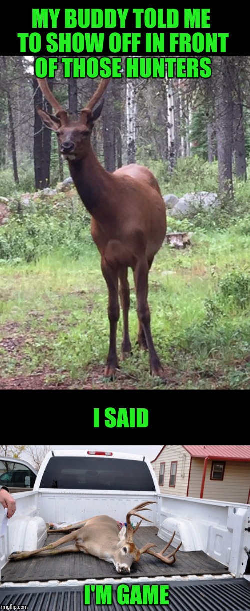 Time to get out of the rut. | MY BUDDY TOLD ME TO SHOW OFF IN FRONT OF THOSE HUNTERS; I SAID; I'M GAME | image tagged in deer,hunting season,hunting | made w/ Imgflip meme maker