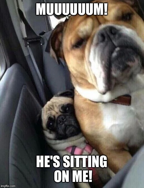 The pug crusher | MUUUUUUM! HE'S SITTING ON ME! | image tagged in memes,dog memes | made w/ Imgflip meme maker
