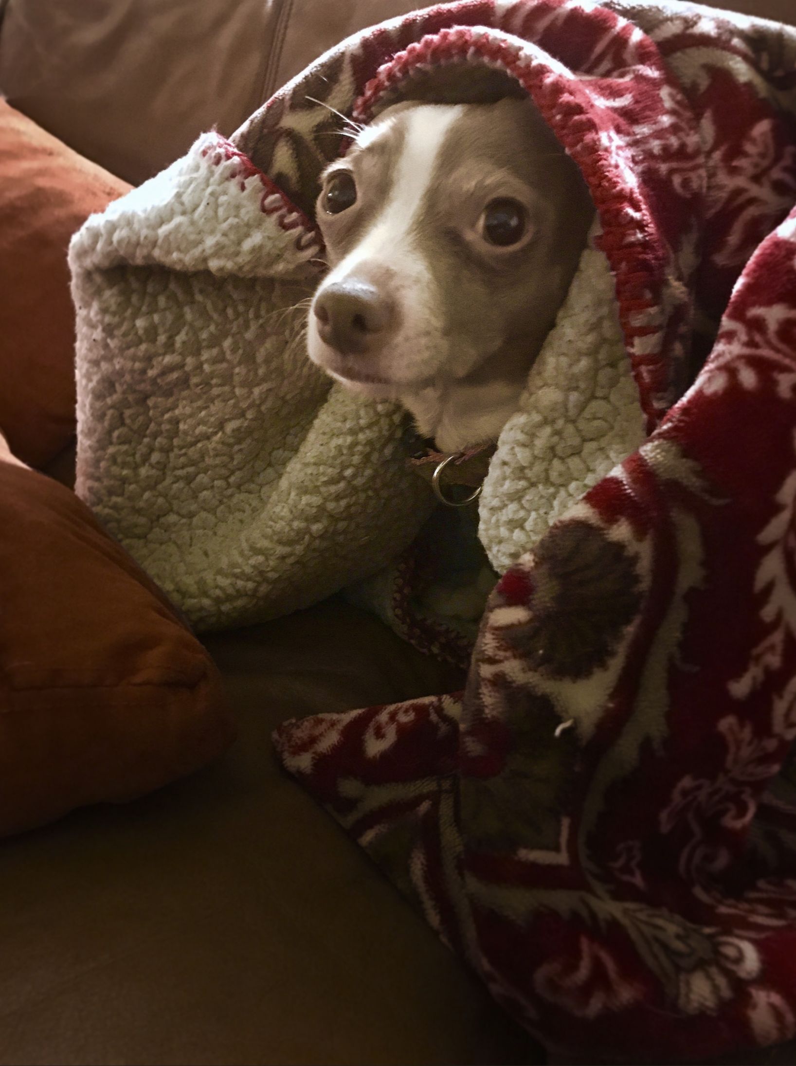 Sad Cold Chihuahua Blank Meme Template