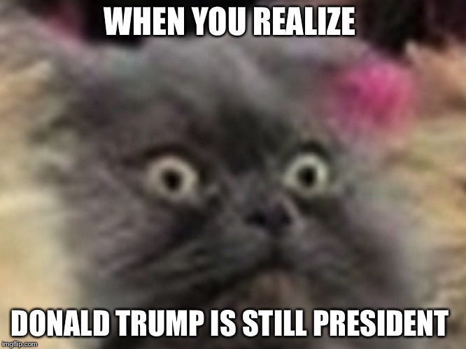 The realization  | WHEN YOU REALIZE; DONALD TRUMP IS STILL PRESIDENT | image tagged in wide eye cat,donald trump | made w/ Imgflip meme maker