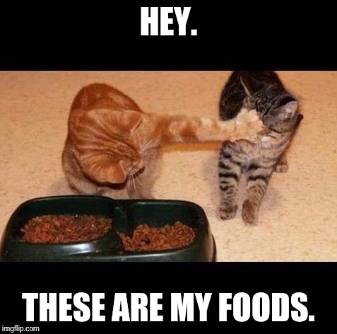 cats share food | HEY. THESE ARE MY FOODS. | image tagged in cats share food | made w/ Imgflip meme maker