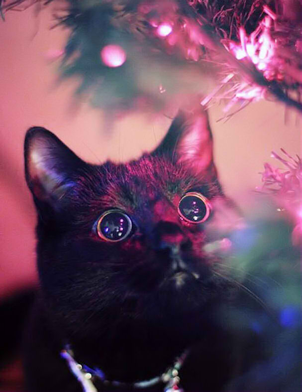 High Quality Christmas cat Blank Meme Template