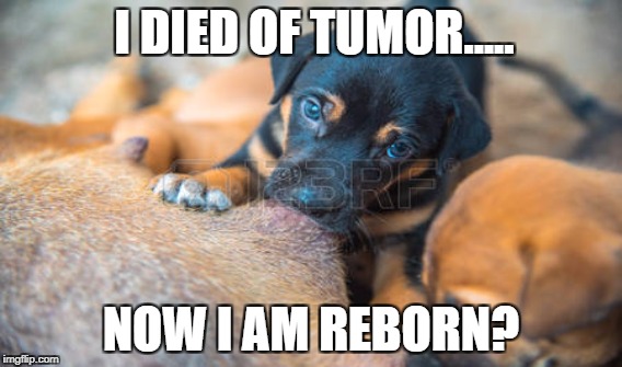 Molly in a dogs journey | I DIED OF TUMOR..... NOW I AM REBORN? | image tagged in dog | made w/ Imgflip meme maker