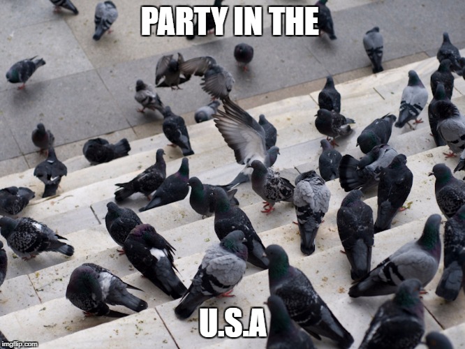 pigion party | PARTY IN THE; U.S.A | image tagged in funny animals | made w/ Imgflip meme maker