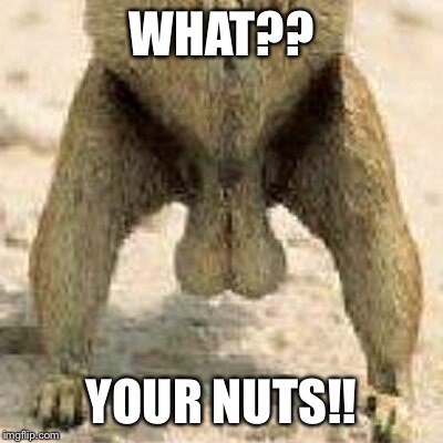 WHAT?? YOUR NUTS!! | made w/ Imgflip meme maker