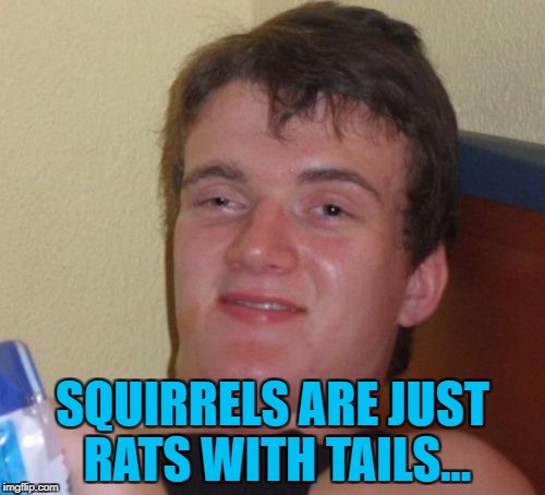 Who's going to tell him? | SQUIRRELS ARE JUST RATS WITH TAILS... | image tagged in memes,10 guy,rats,squirrels,animals | made w/ Imgflip meme maker