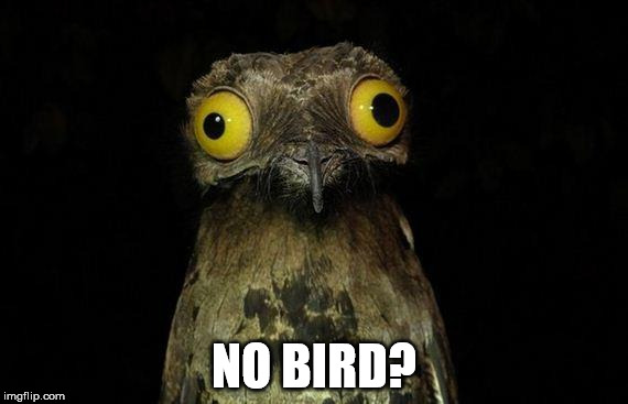 Weird Stuff I Do Potoo Meme | NO BIRD? | image tagged in memes,weird stuff i do potoo | made w/ Imgflip meme maker