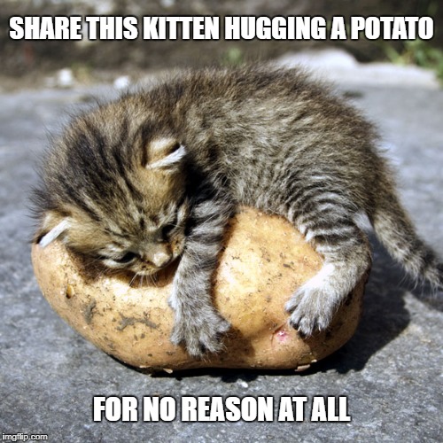 Kitten Potato | SHARE THIS KITTEN HUGGING A POTATO; FOR NO REASON AT ALL | image tagged in kitten,potato,ahhhh,for no reason at all | made w/ Imgflip meme maker