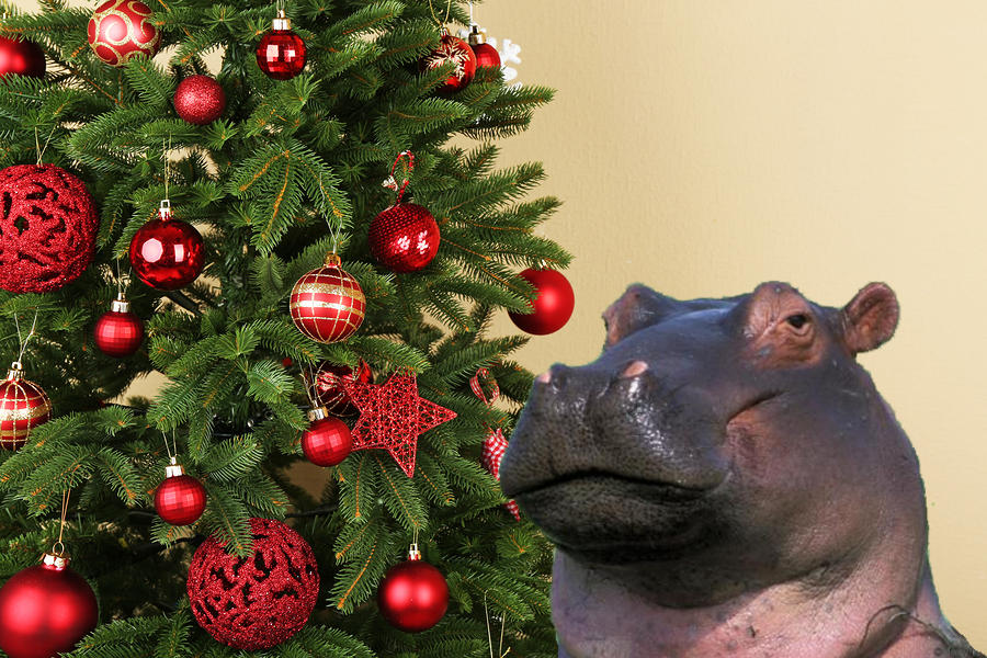 Hippopotamus for Christmas Blank Meme Template