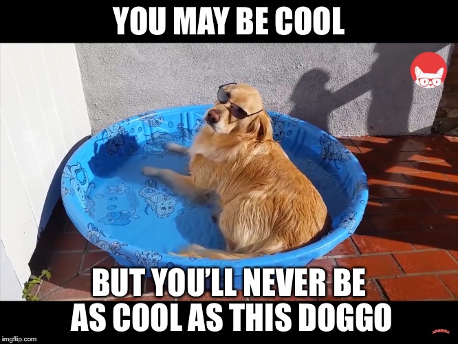 Cool doggo | YOU MAY BE COOL; BUT YOU’LL NEVER BE AS COOL AS THIS DOGGO | image tagged in doggo,memes,cool,pool | made w/ Imgflip meme maker