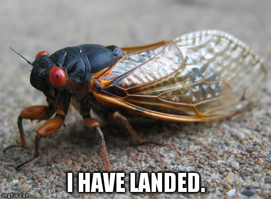 Cicada | I HAVE LANDED. | image tagged in cicada | made w/ Imgflip meme maker