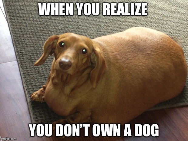 Fat doggo | WHEN YOU REALIZE; YOU DON’T OWN A DOG | image tagged in fat doggo | made w/ Imgflip meme maker