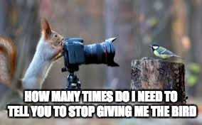 Giving me the Bird | HOW MANY TIMES DO I NEED TO TELL YOU TO STOP GIVING ME THE BIRD | image tagged in bird,funny,funny memes | made w/ Imgflip meme maker