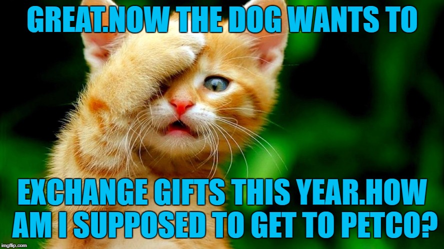 Kitty Kristmas | GREAT.NOW THE DOG WANTS TO; EXCHANGE GIFTS THIS YEAR.HOW AM I SUPPOSED TO GET TO PETCO? | image tagged in funny,cat | made w/ Imgflip meme maker