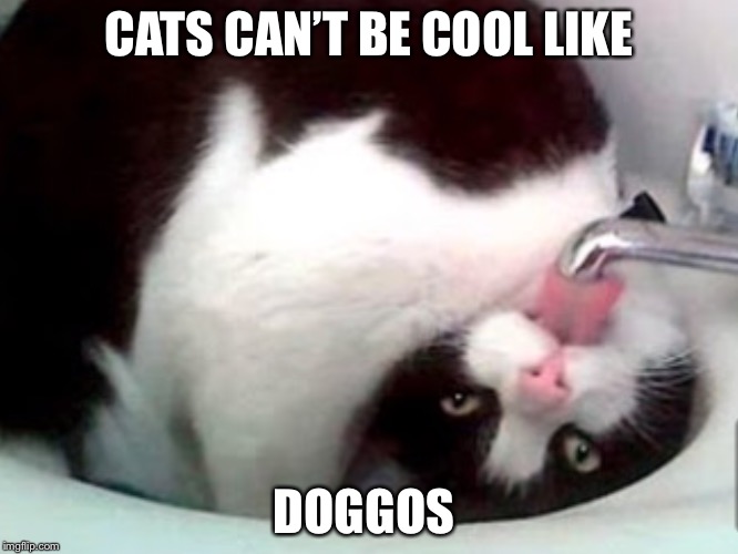 CATS CAN’T BE COOL LIKE DOGGOS | made w/ Imgflip meme maker