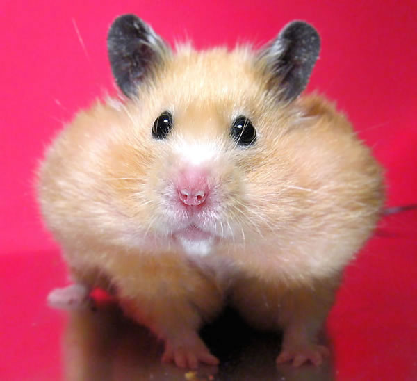 Chubby Hamster Blank Meme Template