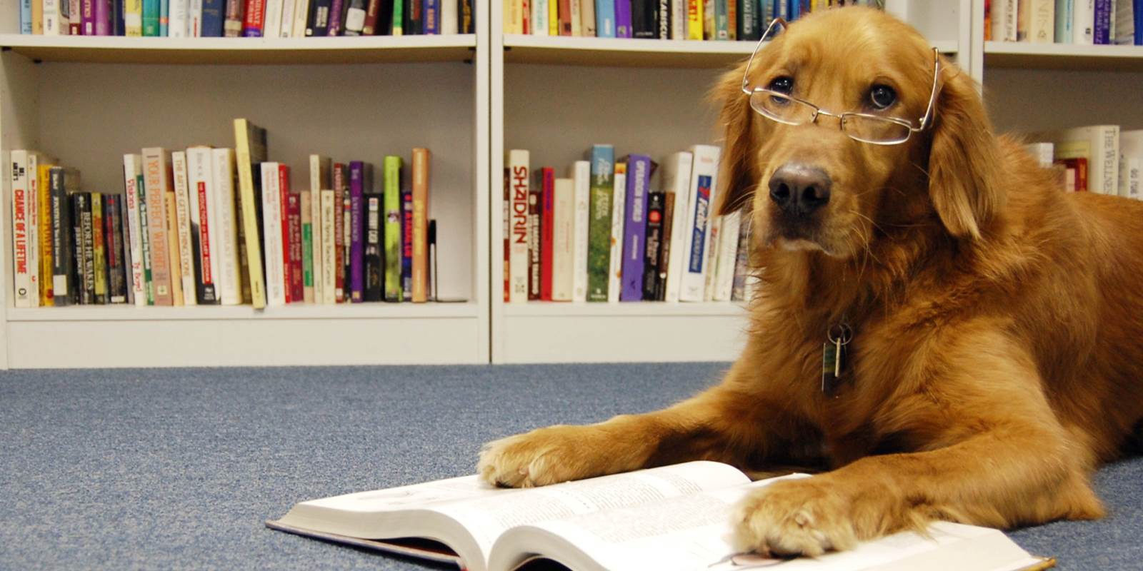 High Quality Library Dog Blank Meme Template
