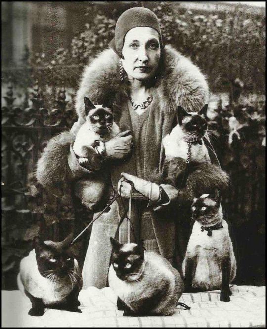 1930s cat lady Blank Meme Template