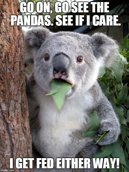 One Surly Koala | GO ON, GO SEE THE PANDAS. SEE IF I CARE. I GET FED EITHER WAY! | image tagged in memes,surprised koala | made w/ Imgflip meme maker