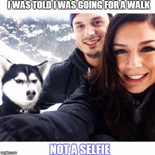 Jealous Husky | I WAS TOLD I WAS GOING FOR A WALK; NOT A SELFIE | image tagged in jealous husky | made w/ Imgflip meme maker