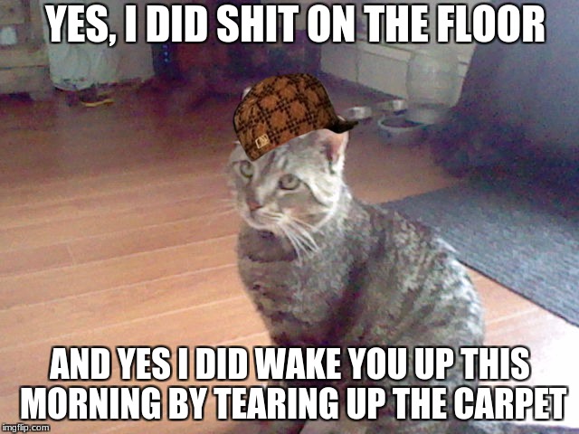 Yes, I did | YES, I DID SHIT ON THE FLOOR; AND YES I DID WAKE YOU UP THIS MORNING BY TEARING UP THE CARPET | image tagged in cat,scumbag | made w/ Imgflip meme maker