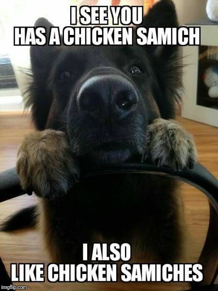 Chicken sandwich dog | image tagged in dogs,food,chicken,sandwich | made w/ Imgflip meme maker
