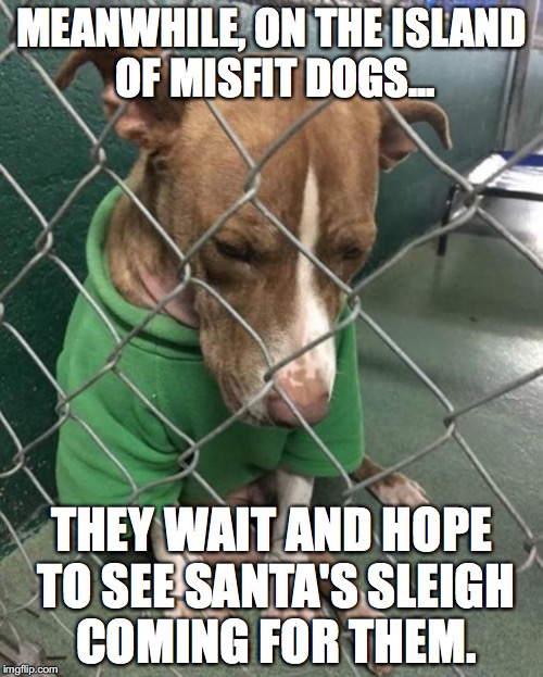 MEANWHILE, ON THE ISLAND OF MISFIT DOGS... THEY WAIT AND HOPE TO SEE SANTA'S SLEIGH COMING FOR THEM. | image tagged in melissag | made w/ Imgflip meme maker