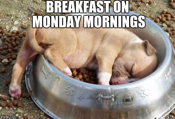 Mondays in a nutshell |  BREAKFAST ON MONDAY MORNINGS | image tagged in sleeping puppy,monday mornings,puppy,cute puppies,sleepy dog,no sleep | made w/ Imgflip meme maker