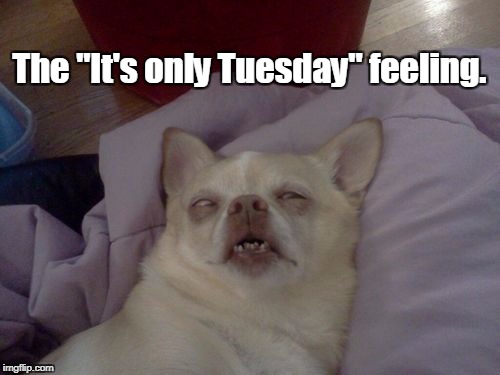 dog passed out sick  | The "It's only Tuesday" feeling. | image tagged in dog passed out sick,tuesday,work,feeling,yuck,ugh | made w/ Imgflip meme maker