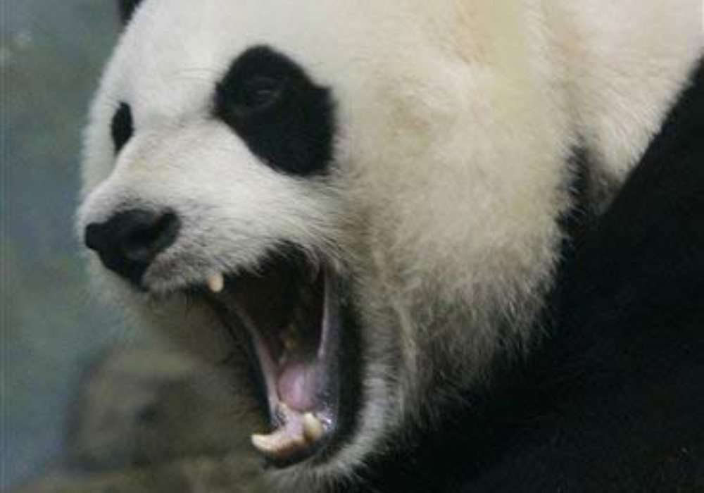 High Quality angry panda Blank Meme Template