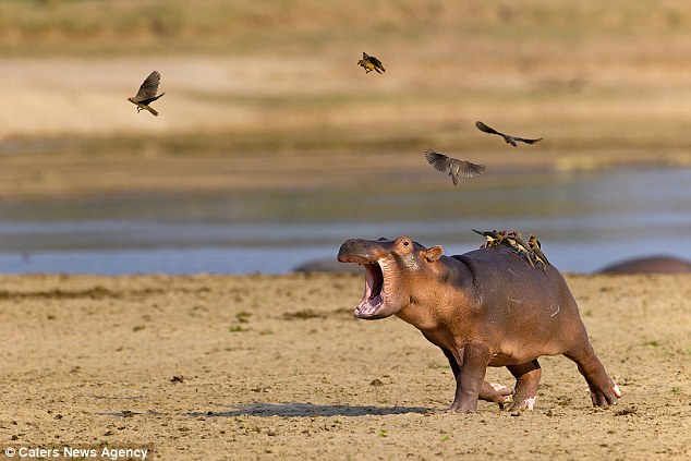 Baby hippo Blank Meme Template