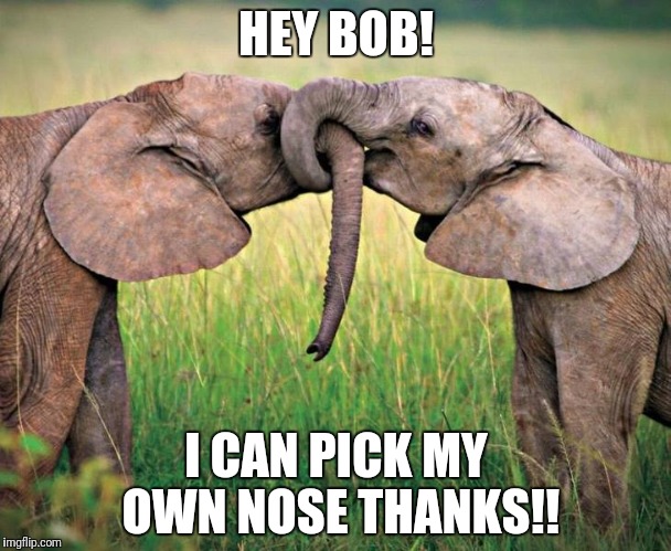 Pick my nose! | HEY BOB! I CAN PICK MY OWN NOSE THANKS!! | image tagged in funny elephant,pucking your nose | made w/ Imgflip meme maker