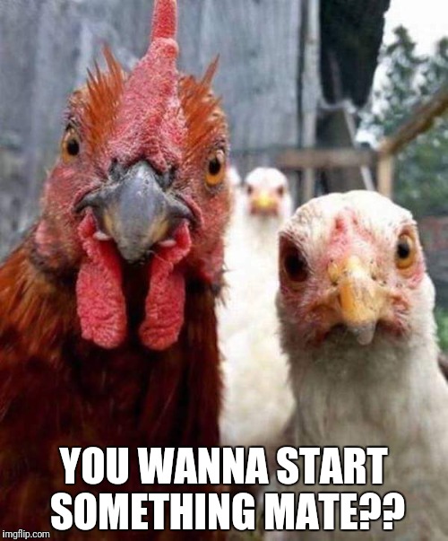 Agro chickens
 | YOU WANNA START SOMETHING MATE?? | image tagged in funny chicken,picking a fight,you wanna start something | made w/ Imgflip meme maker