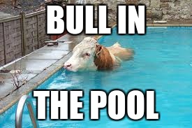 for those farmers who do not have an elf on the shelf | BULL IN; THE POOL | image tagged in bull,swimming pool,elf on the shelf | made w/ Imgflip meme maker