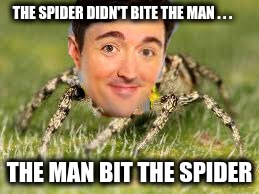 THE SPIDER DIDN'T BITE THE MAN . . . THE MAN BIT THE SPIDER | image tagged in manspooder | made w/ Imgflip meme maker
