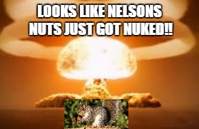 Nelsons Nuts | LOOKS LIKE NELSONS NUTS JUST GOT NUKED!! | image tagged in fantasy football | made w/ Imgflip meme maker