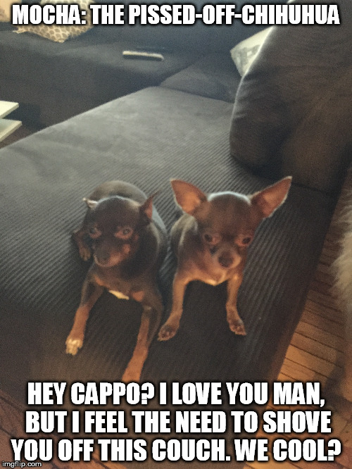 Mocha: The Pissed-Off-Chihuahua | MOCHA: THE PISSED-OFF-CHIHUHUA; HEY CAPPO? I LOVE YOU MAN, BUT I FEEL THE NEED TO SHOVE YOU OFF THIS COUCH. WE COOL? | image tagged in funny chihuahua,mocha,funny memes,funny dogs,dogs,chihuahua | made w/ Imgflip meme maker